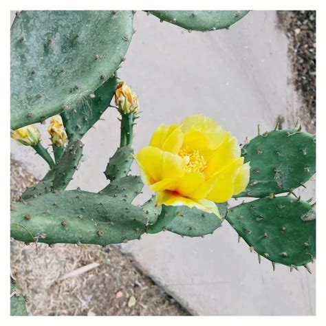 仙人掌 開花|仙人掌開花照顧方法，常見問題和容易養開花的13個仙人掌品種